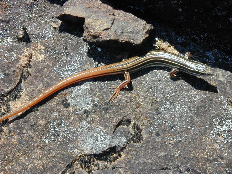 Copper-Tailed_Skink__Ctenotus_taeniolatus__002.jpg