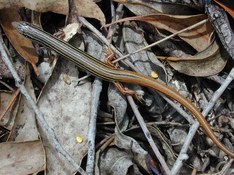 Copper-Tailed_Skink__Ctenotus_taeniolatus__003.jpg