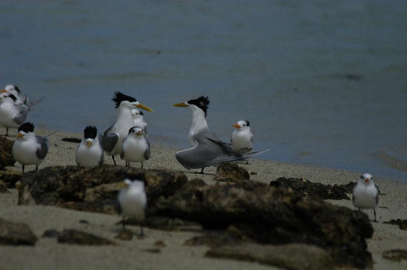 Crested_Tern__Thalasseus_bergii__001.jpg