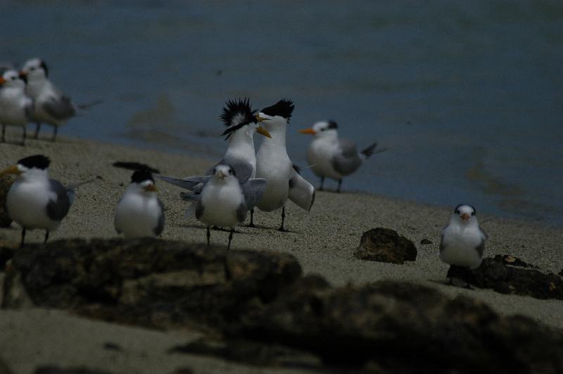 Crested_Tern__Thalasseus_bergii__002.jpg