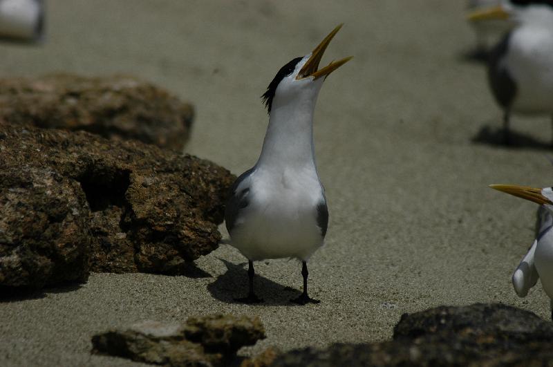 Crested_Tern__Thalasseus_bergii__003.jpg