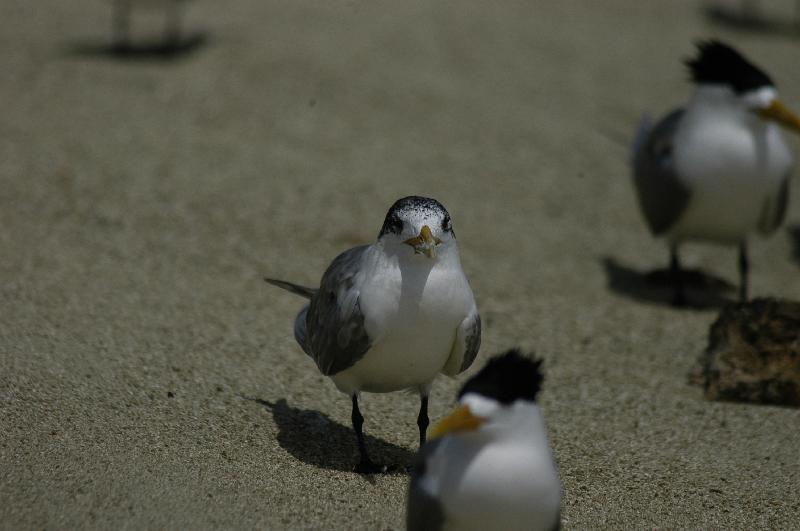 Crested_Tern__Thalasseus_bergii__004.jpg