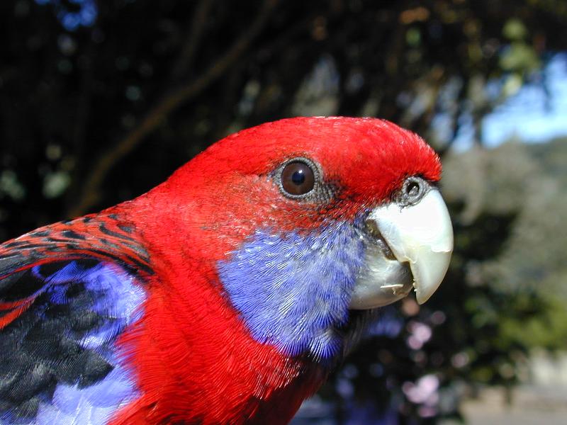 Crimson_Rosella__Platycercus_elegans__002.jpg