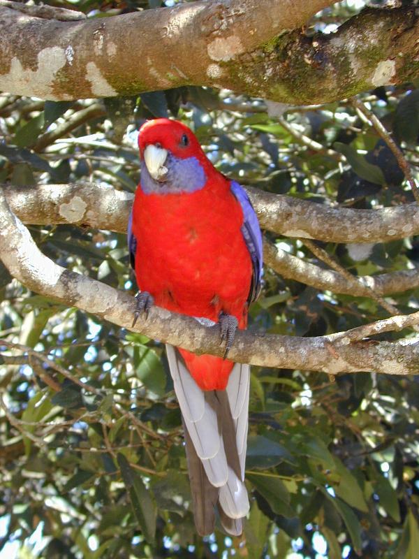 Crimson_Rosella__Platycercus_elegans__005.jpg