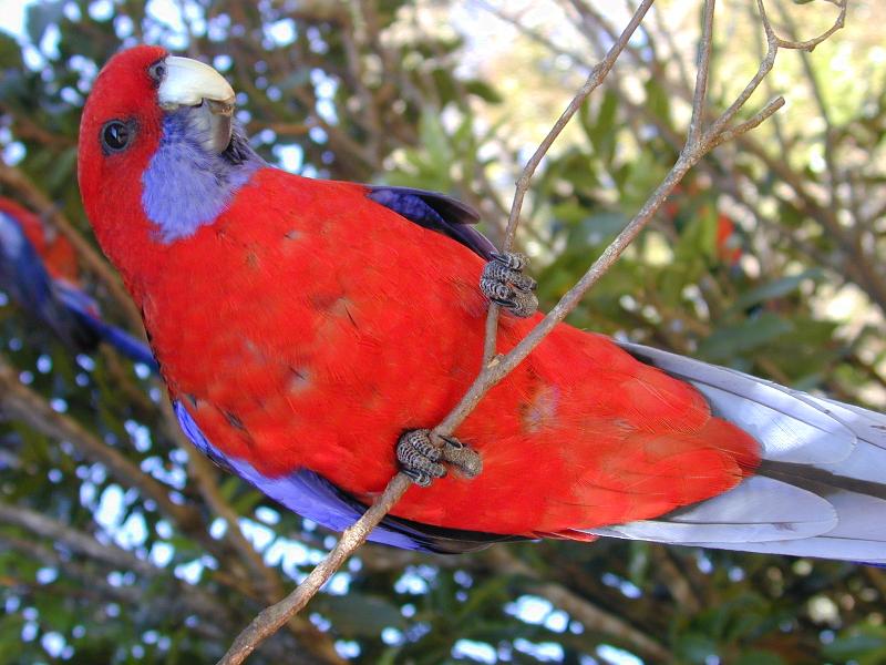 Crimson_Rosella__Platycercus_elegans__006.jpg