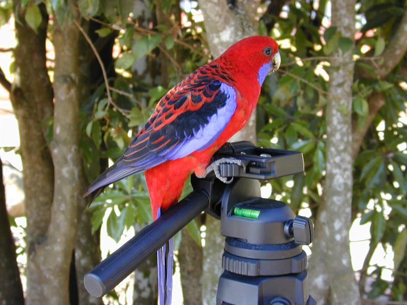 Crimson_Rosella__Platycercus_elegans__007.jpg