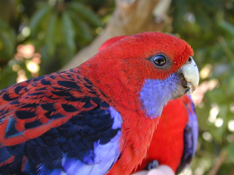 Crimson_Rosella__Platycercus_elegans__009.jpg