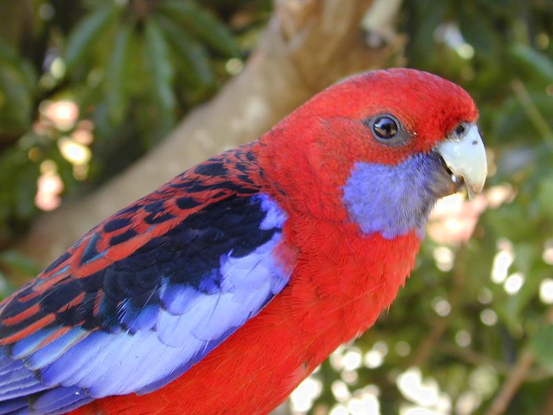 Crimson_Rosella__Platycercus_elegans__010.jpg