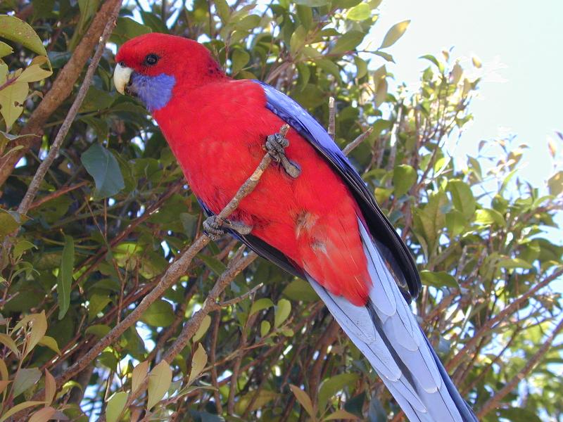 Crimson_Rosella__Platycercus_elegans__011.jpg