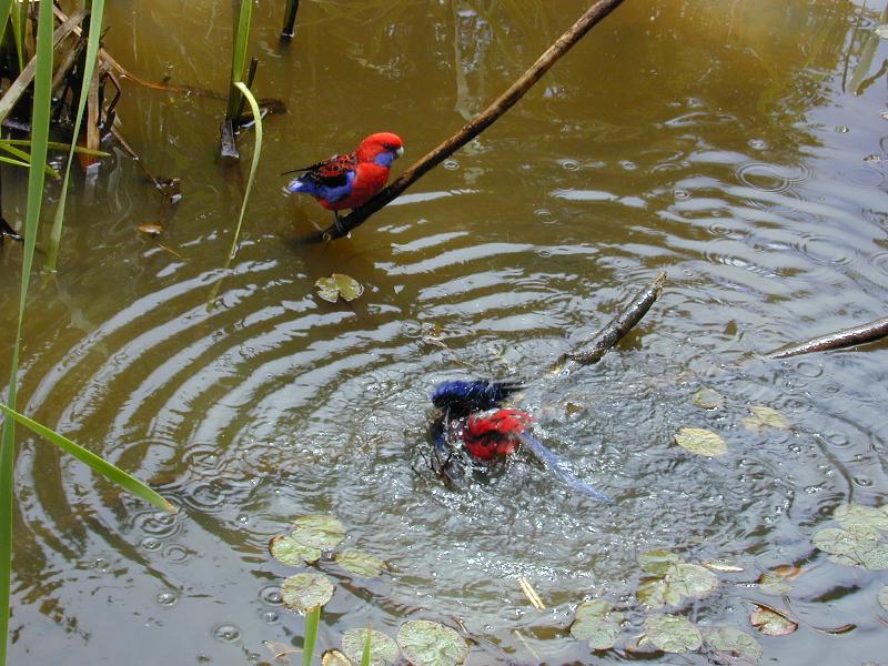 Crimson_Rosella__Platycercus_elegans__013.jpg