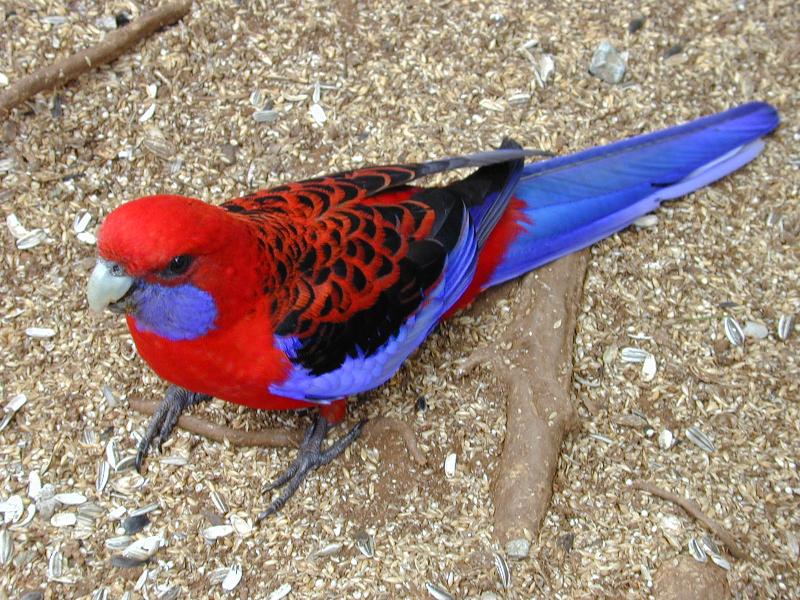 Crimson_Rosella__Platycercus_elegans__014.jpg