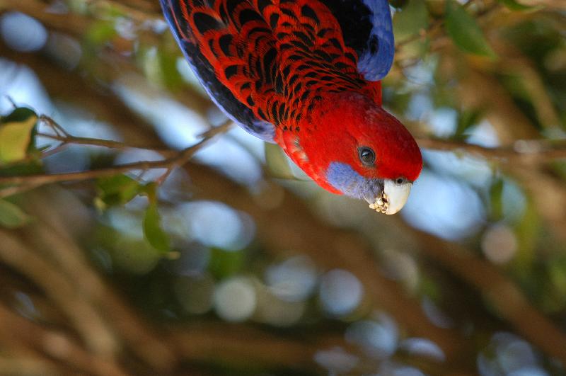 Crimson_Rosella__Platycercus_elegans__015.jpg