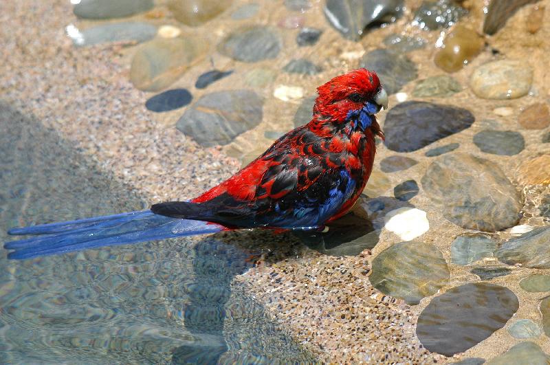 Crimson_Rosella__Platycercus_elegans__017.jpg