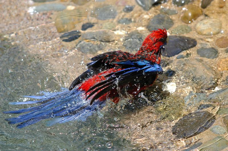 Crimson_Rosella__Platycercus_elegans__018.jpg