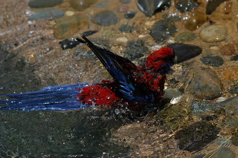 Crimson_Rosella__Platycercus_elegans__020.jpg