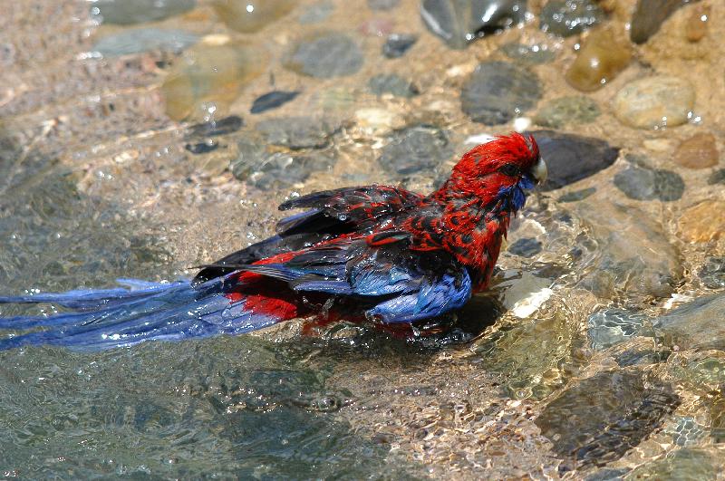 Crimson_Rosella__Platycercus_elegans__021.jpg