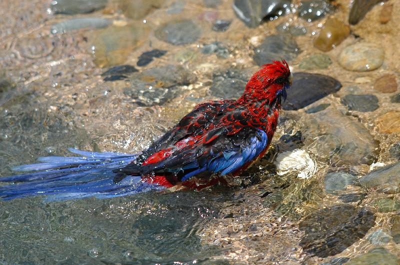 Crimson_Rosella__Platycercus_elegans__023.jpg