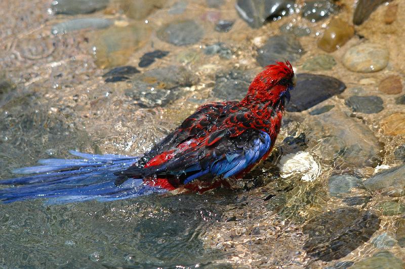 Crimson_Rosella__Platycercus_elegans__023.jpg