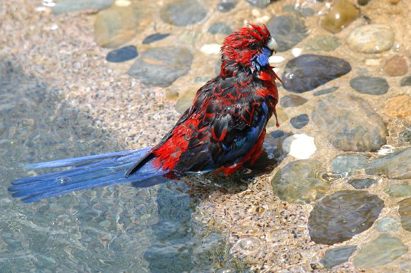 Crimson_Rosella__Platycercus_elegans__026.jpg