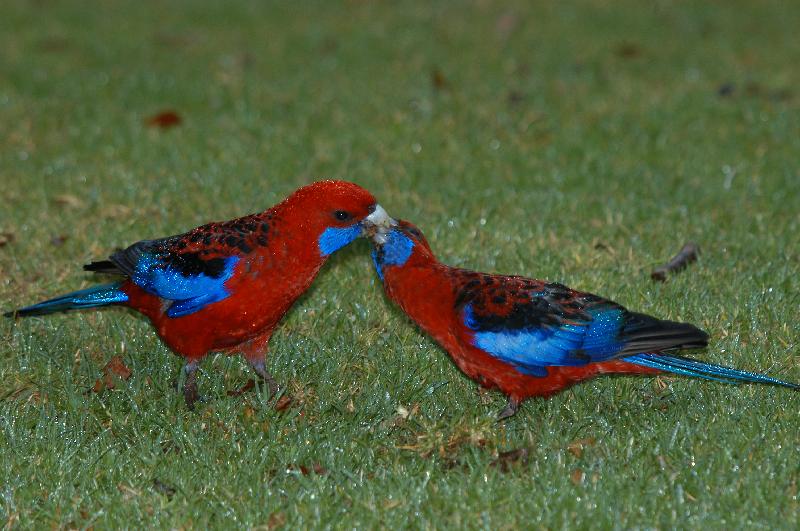 Crimson_Rosella__Platycercus_elegans__027.jpg