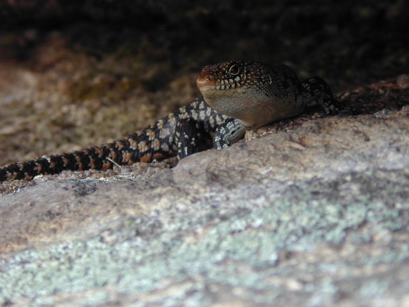 Cunningham's_Skink__Egernia_cunninghami__004.jpg