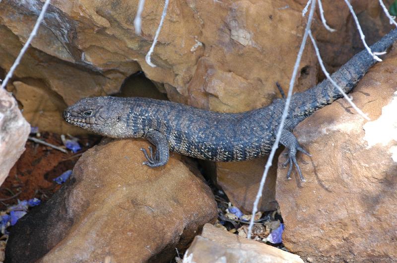 Cunningham's_Skink__Egernia_cunninghami__005.jpg