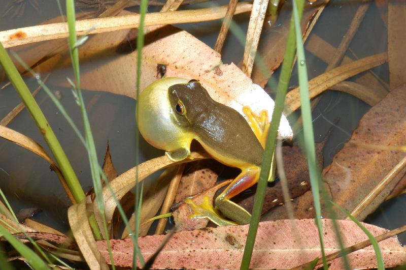 Dainty_Green_Tree_Frog__Litoria_gracilenta__001.jpg