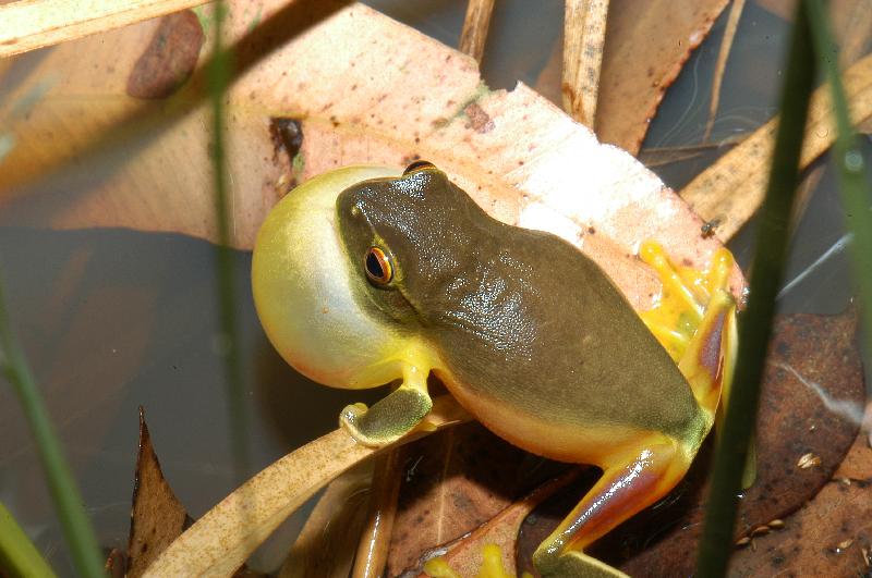 Dainty_Green_Tree_Frog__Litoria_gracilenta__002.jpg