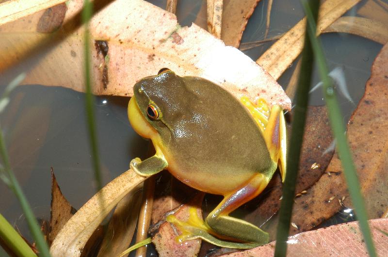 Dainty_Green_Tree_Frog__Litoria_gracilenta__003.jpg