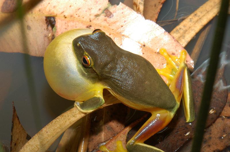 Dainty_Green_Tree_Frog__Litoria_gracilenta__004.jpg