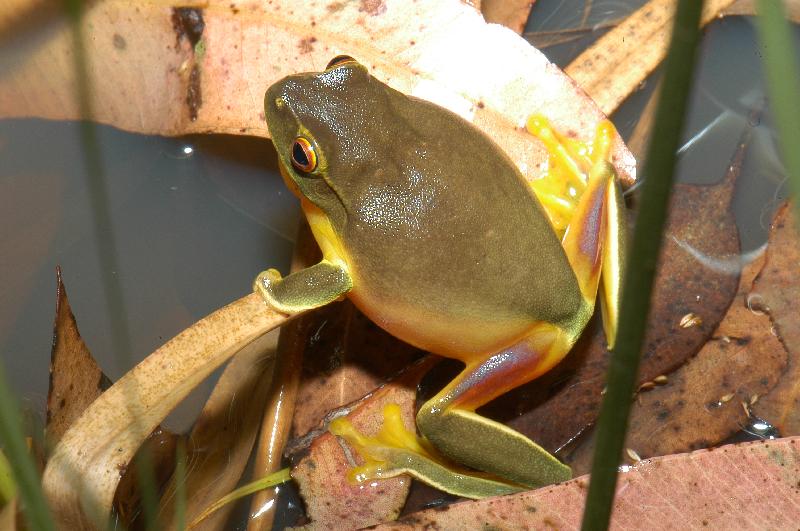 Dainty_Green_Tree_Frog__Litoria_gracilenta__005.jpg