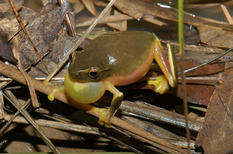 Dainty_Green_Tree_Frog__Litoria_gracilenta__006.jpg