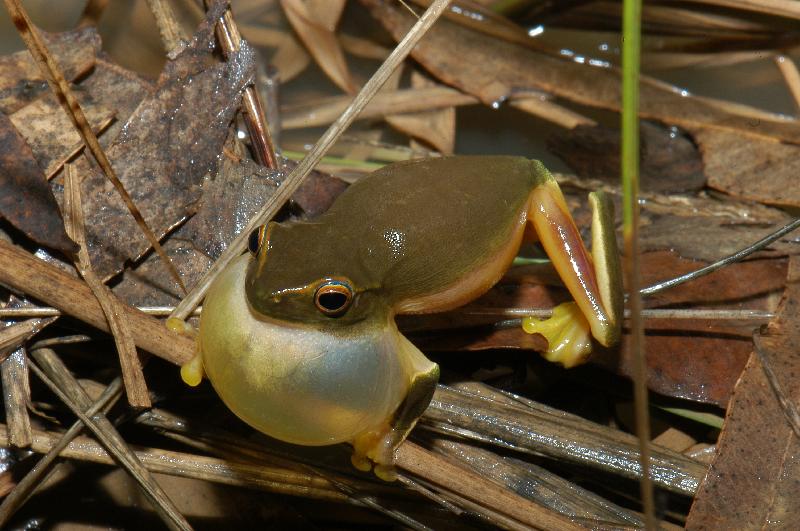 Dainty_Green_Tree_Frog__Litoria_gracilenta__007.jpg