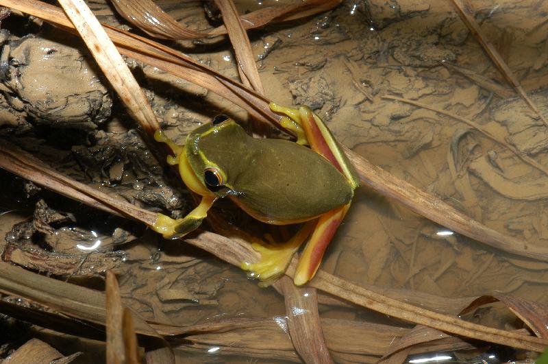 Dainty_Green_Tree_Frog__Litoria_gracilenta__008.jpg