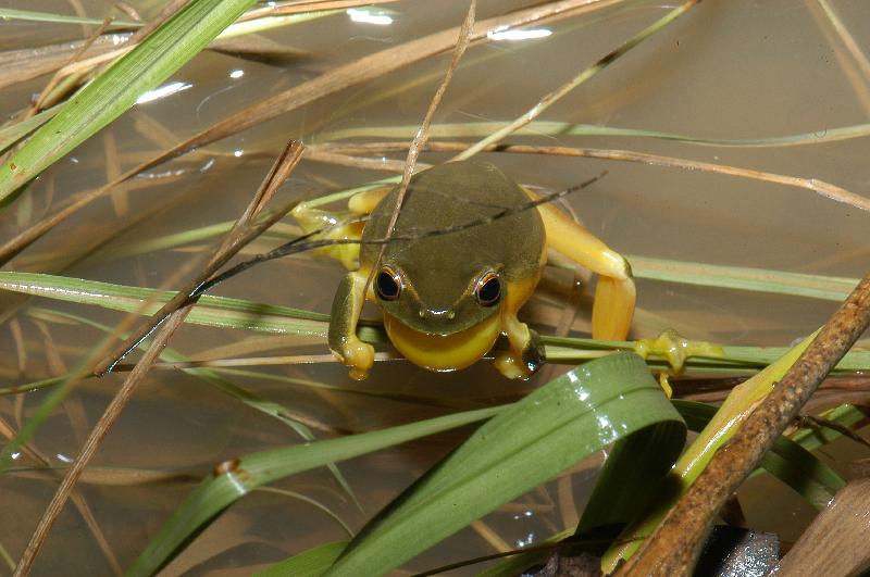 Dainty_Green_Tree_Frog__Litoria_gracilenta__009.jpg