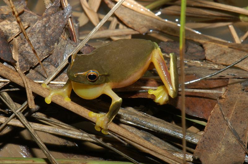 Dainty_Green_Tree_Frog__Litoria_gracilenta__010.jpg