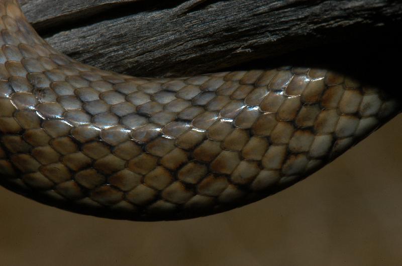 De_Vis'_Banded_Snake__Denisonia_devisi__004.jpg