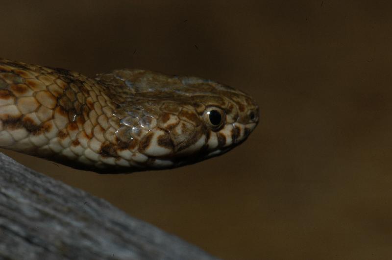 De_Vis'_Banded_Snake__Denisonia_devisi__007.jpg