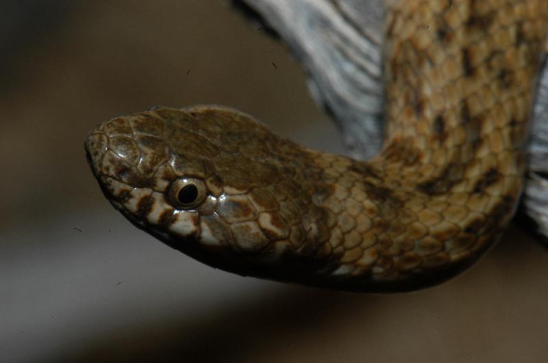 De_Vis'_Banded_Snake__Denisonia_devisi__009.jpg