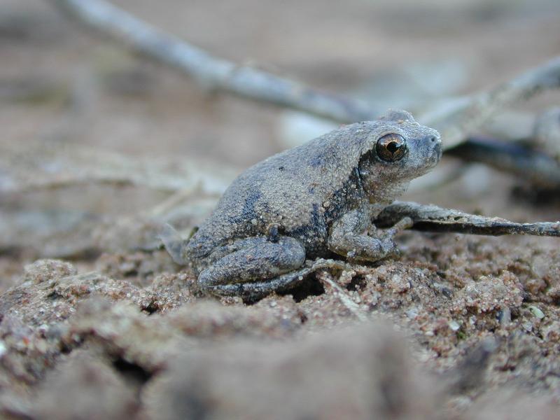 Desert_Tree_Frog__Litoria_rubella__001.jpg