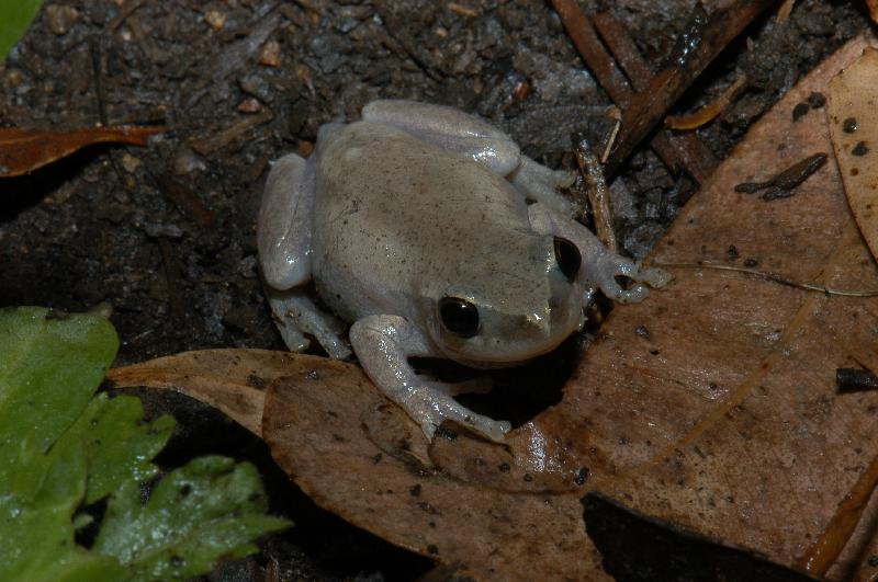 Desert_Tree_Frog__Litoria_rubella__002.jpg