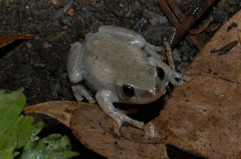 Desert_Tree_Frog__Litoria_rubella__003.jpg