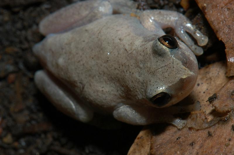 Desert_Tree_Frog__Litoria_rubella__004.jpg