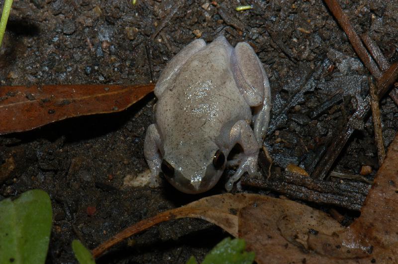 Desert_Tree_Frog__Litoria_rubella__005.jpg