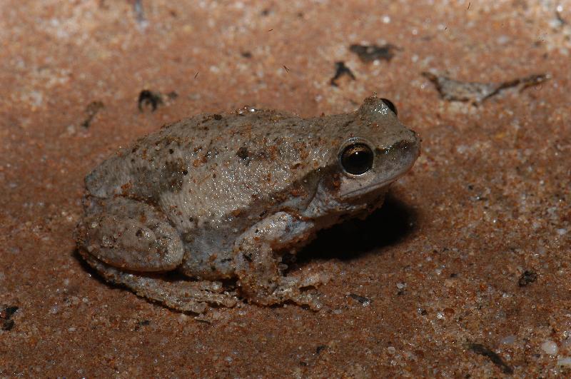 Desert_Tree_Frog__Litoria_rubella__007.jpg