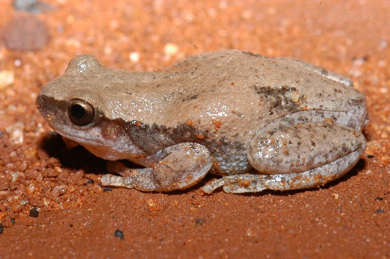 Desert_Tree_Frog__Litoria_rubella__008.jpg