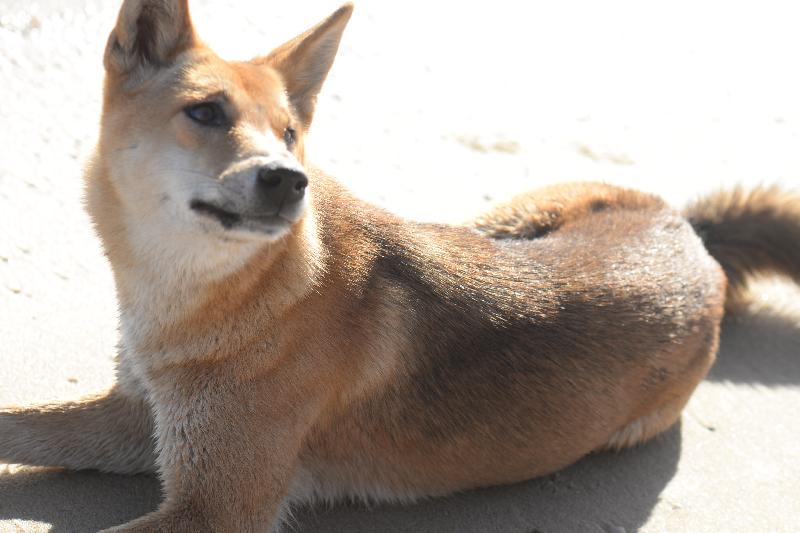 Dingo__Canis_lupus_dingo__022.jpg