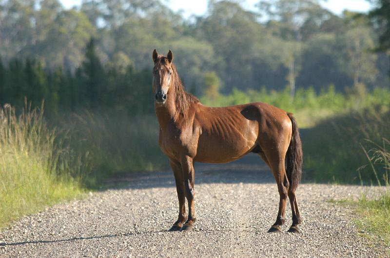 Domestic_Horse__Equus_ferus_caballus__001.jpg