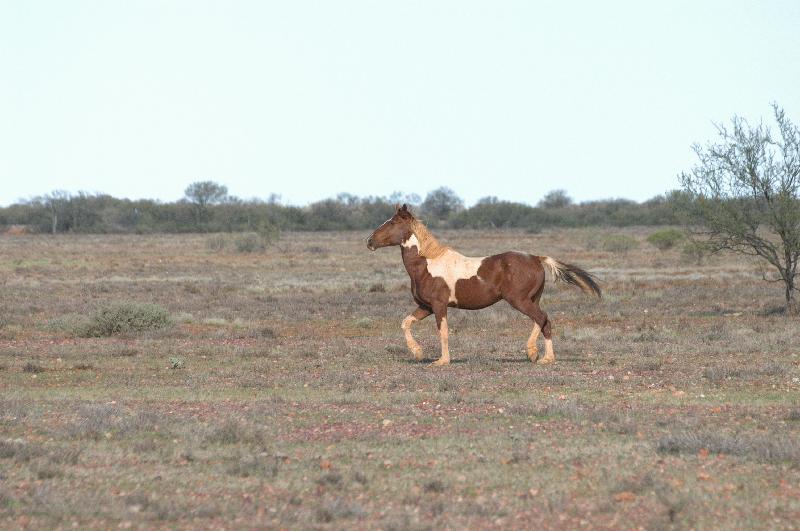 Domestic_Horse__Equus_ferus_caballus__003.jpg