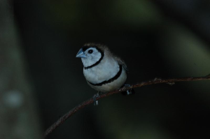 Double-barred_Finch__Taeniopygia_bichenovii__002.jpg